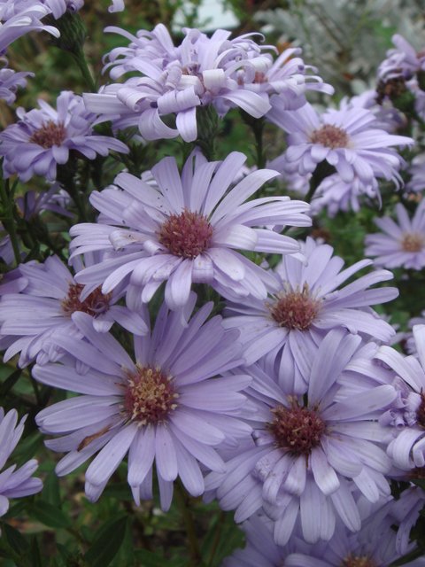 Aster amellus fleur